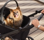 Anex- Modu кош за домашни любимци